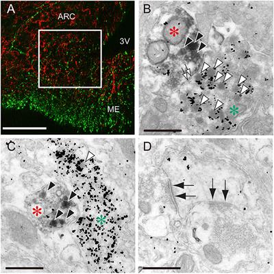 Central Mechanism Controlling Pubertal Onset in Mammals: A Triggering Role of Kisspeptin